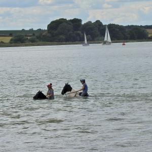 Horses in Water