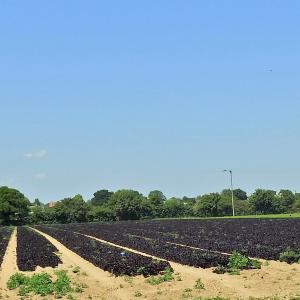 New Crop Lettuces