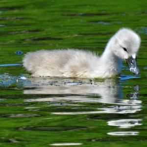 Duckling 1