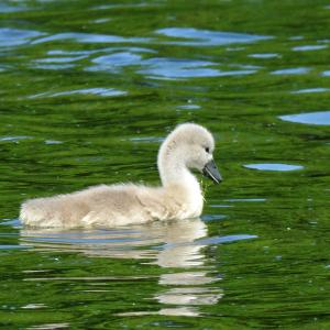 Duckling 2
