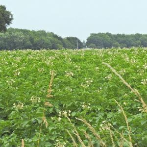 A Field of Potatoes in Flower