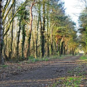 Alston to Goslings Track