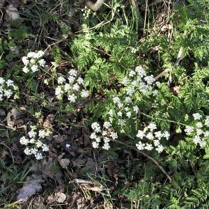 April Flowers 3