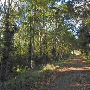 Autumn Sunlight