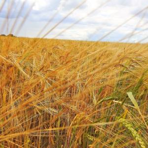 Barley 2