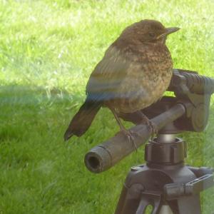 Bird life through the window