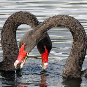 Black Swan 