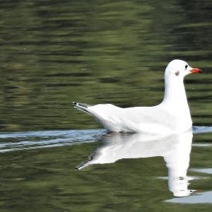 Black headed Gull Winter plumage l 