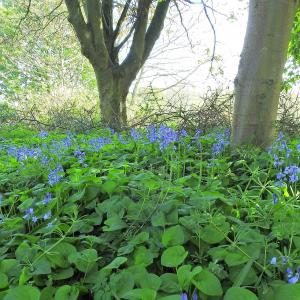 Bluebell
