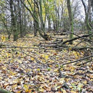 Branching Out