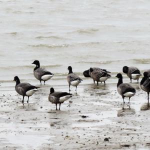 BrentGeese 