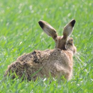 Brown hare 