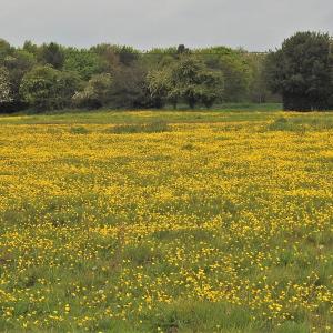 Buttercups lots of buttercups 