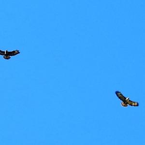 Buzzard 2