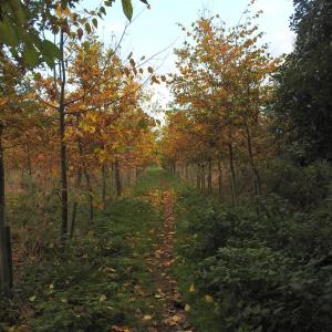 Capel Hall Plantation