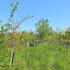 Capel Plantation