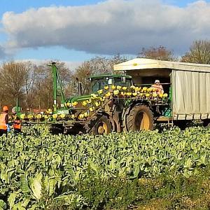 Cauliflower harvesting 