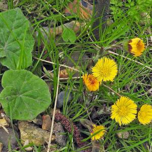 Coltsfoot flowers and leaves 
