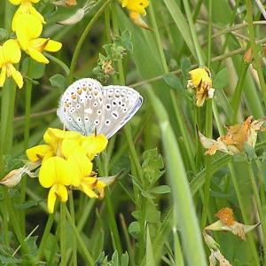 Common Blue Butterfly 3.6.09