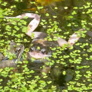 Common FrogPink 8.3.2020