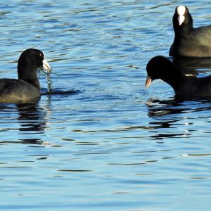 Coot Convention 