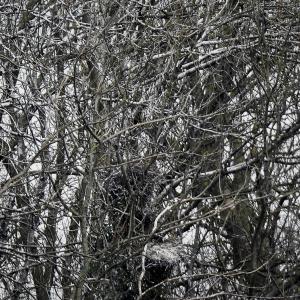 Cormorant nests with sitting birds distant shot 2