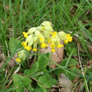 Cowslip 