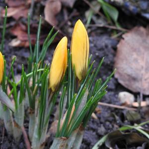 Crocus
