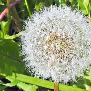 Dandelion