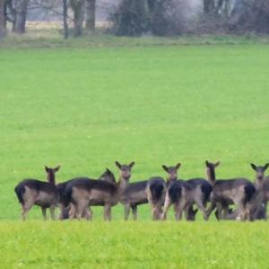 Deer February 2019