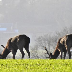 Deer Feeding