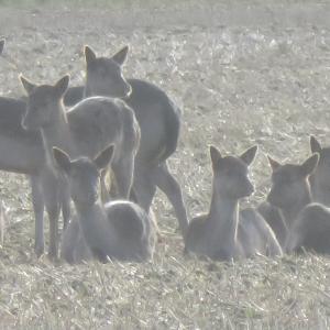 Deer by kind permission of Rebecca Atherstone