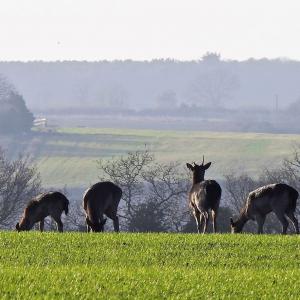 Deer on the alert