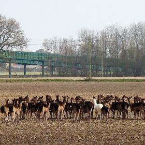 Fallow 3