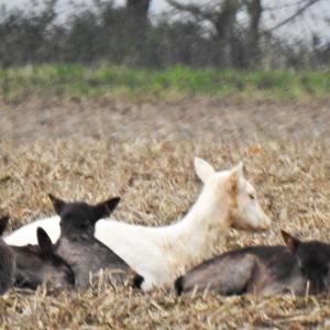Fallow deer 2