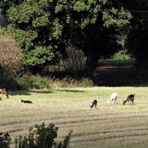 Fallow deer Autumn 2020 