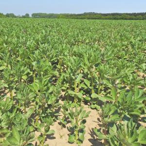 Field Beans Animal feed 