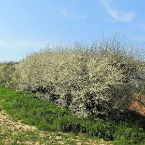 Field Hedge