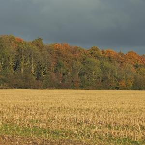 From Hams Way