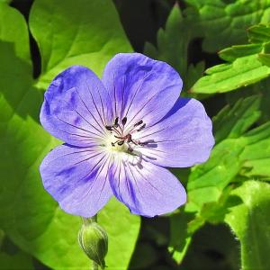 Geranium 2