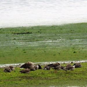 Goose Siesta
