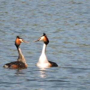 Great crested Grebe . display 