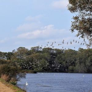 Greylag 1 