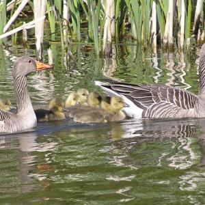 Greylag 1.5.07