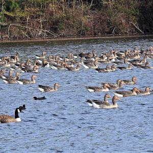 Greylag 2 