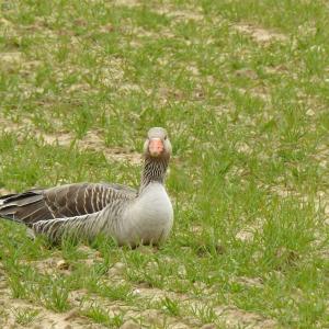 Greylag Geese