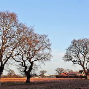 Grimston Lane Oaks 3