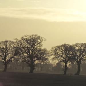 Grimston Lane Oaks 5