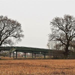 Grimston Lane Oaks