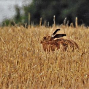 Hare